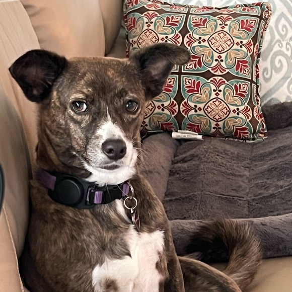 Meet your Posher, Deborah - Picture 2 of 2